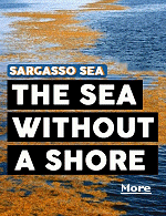 The Atlantic Ocean holds a secret: a patch of calm water ringed by swift currents, sitting about 590 miles east of Florida yet never touching land. Known as the Sargasso Sea, sailors have crossed it for centuries, but few notice the border when they slip into glassy indigo waters.